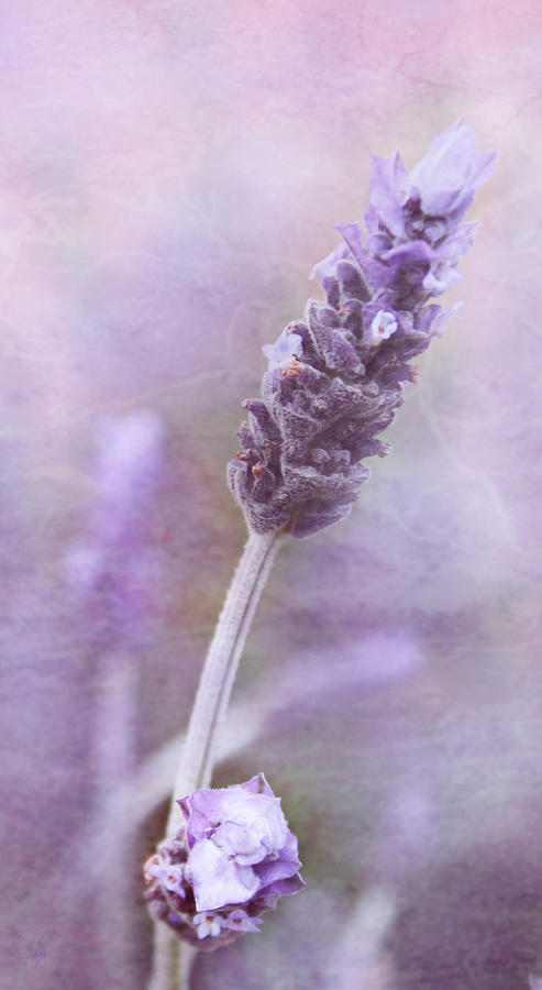 Lavender Stalk Digital Art by Margaret Hormann Bfa