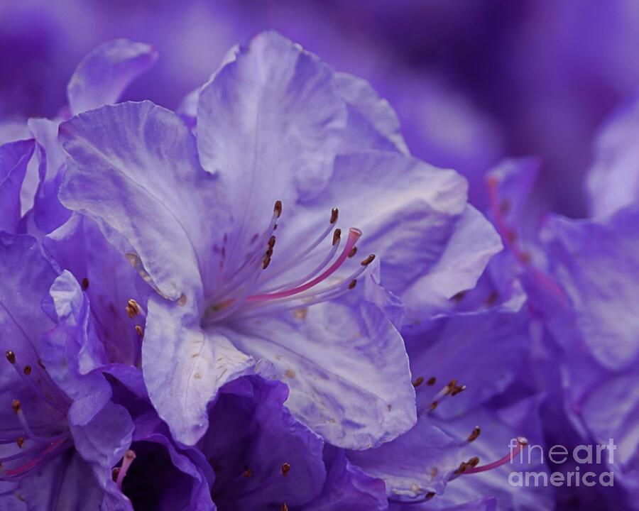 Lavender Star Photograph by Patricia Strand