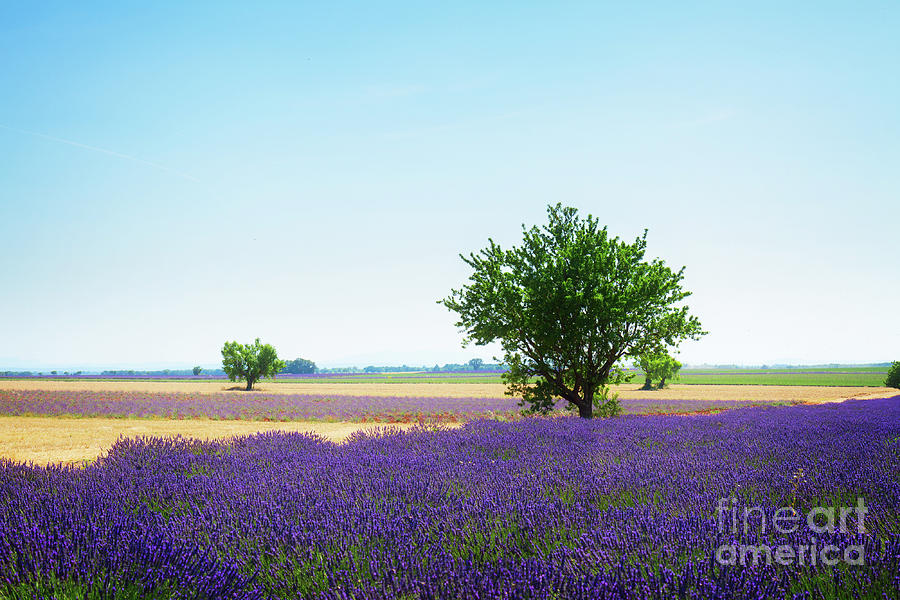 Lavender Summer Field And Tree Photograph