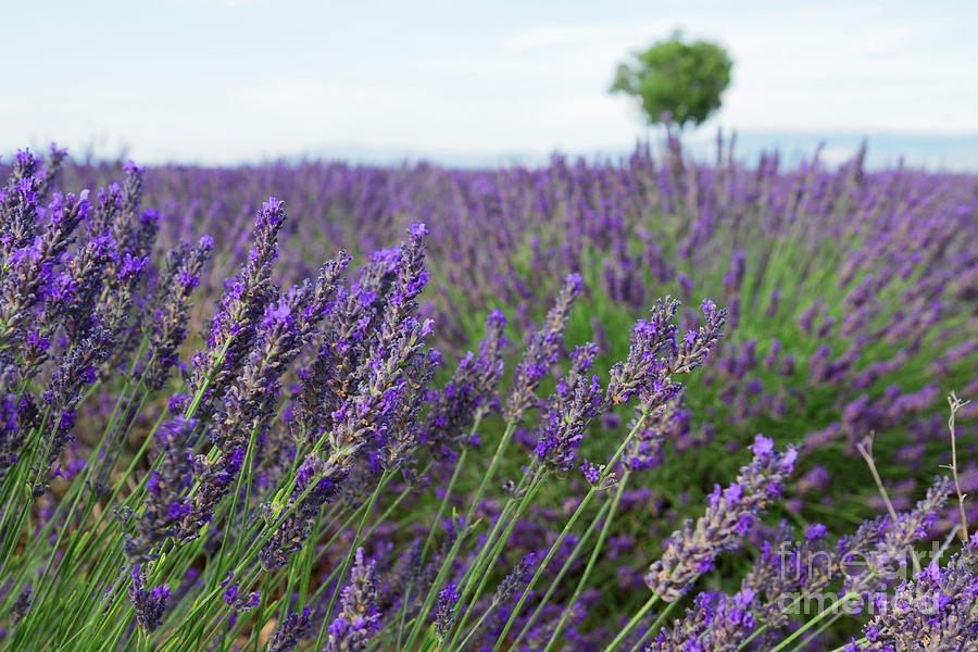 Lavender Summer in Provence Photograph by Anastasy Yarmolovich