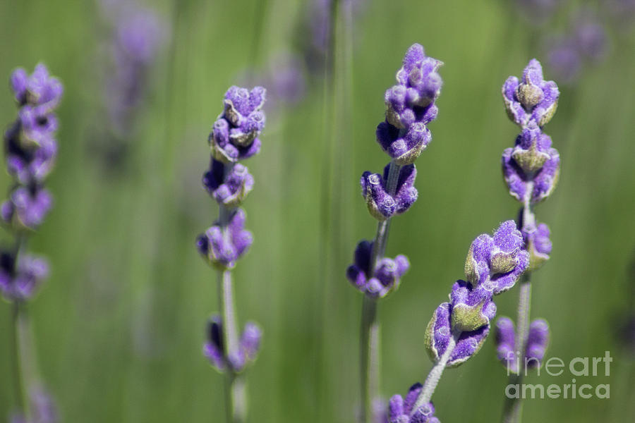 Lavender  Photograph by Suzanne Luft