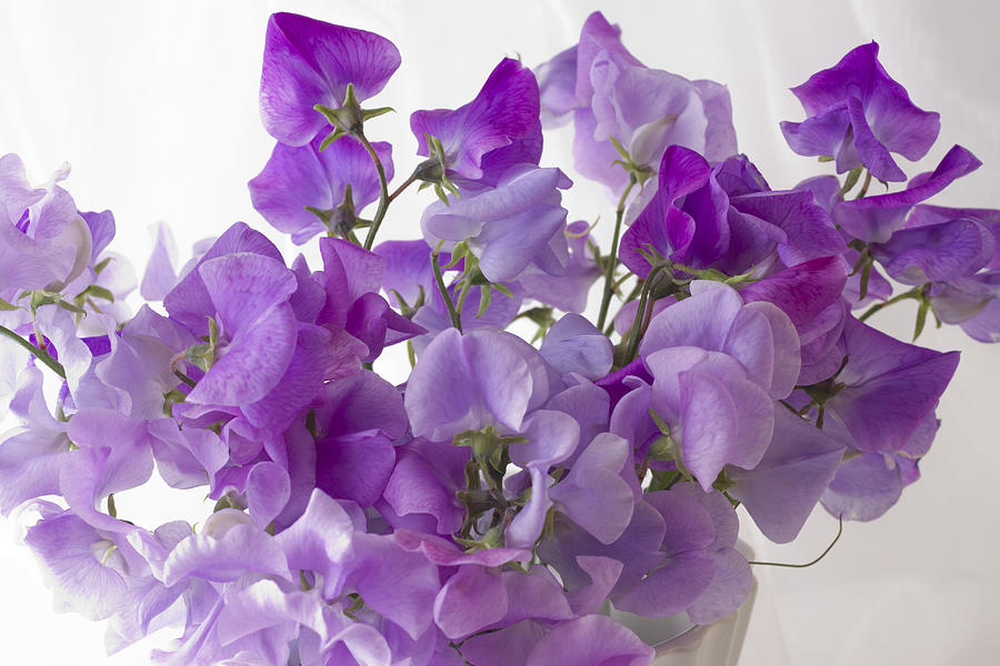 Lavender Sweet Peas Photograph by Sandra Foster