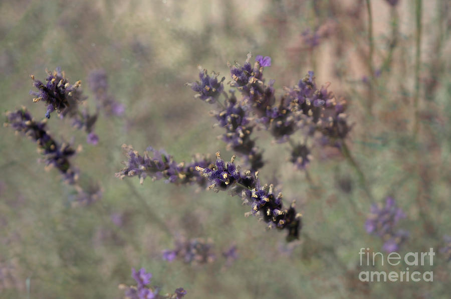 Lavender Textured Photograph by Michelle Meenawong