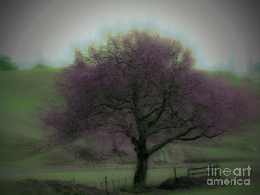 Lavender Tree Photograph by Karen Lewis