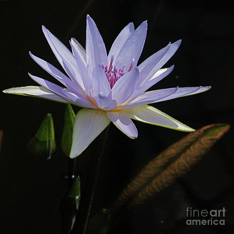 Lavender Tropical Water Lily Photograph by Byron Varvarigos
