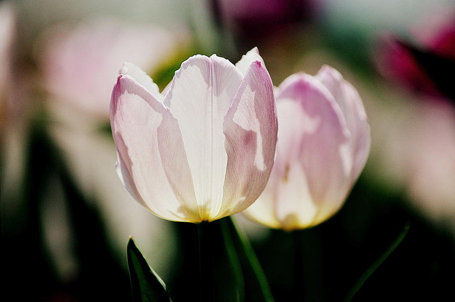 Lavender Tulips Photograph by Joan Han