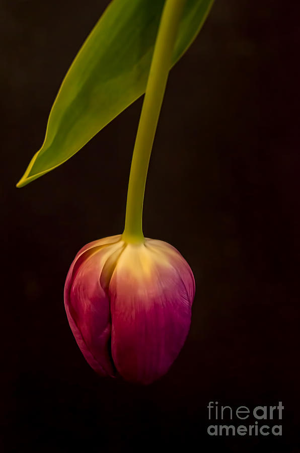 Lavender Tulip Photograph by Norma Warden
