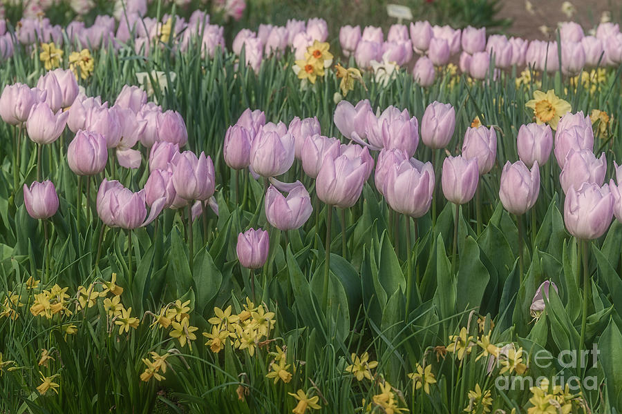 Lavender Tulips Photograph by Elaine Teague