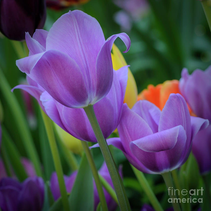 Lavender Tulips Photograph by Tamara Becker