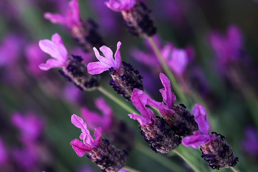 Lavender Photograph by Vanessa Thomas