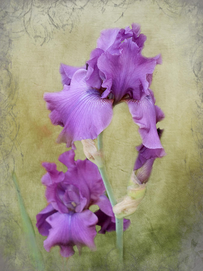 Lavender Victorian Iris Photograph by TnBackroadsPhotos 
