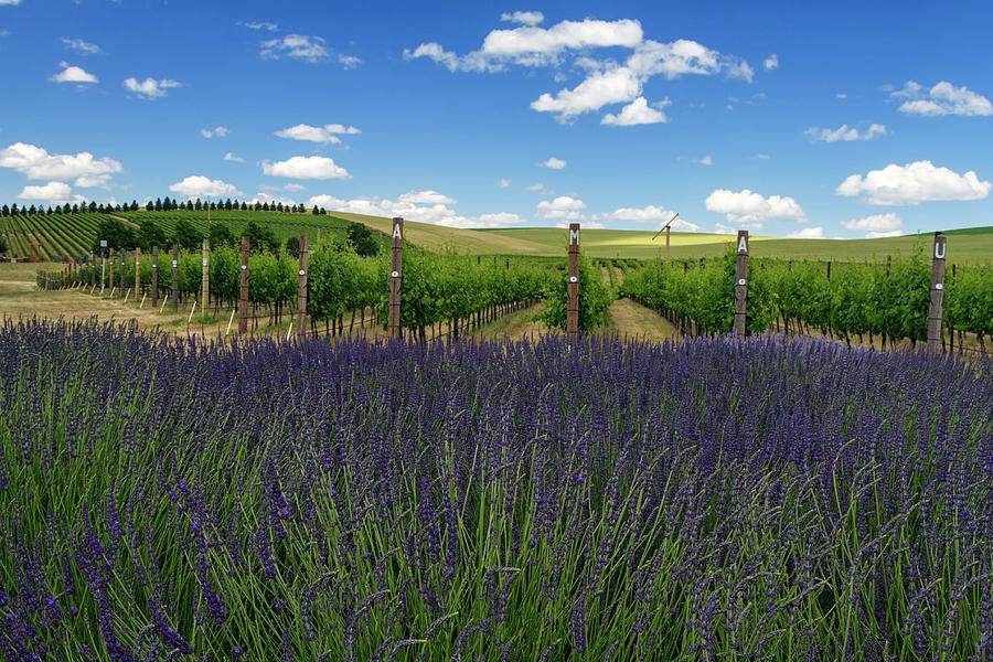 Lavender Vineyard Photograph by Mark Kiver