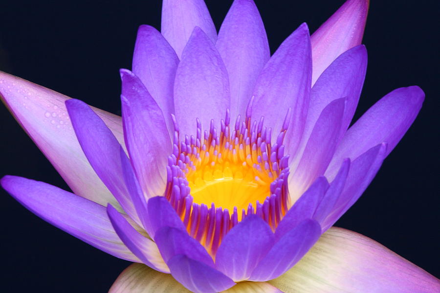 Lavender Water Lily 2 Photograph by Lou Ford