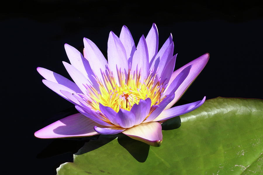 Lavender Water Lily 3 Photograph by Lou Ford