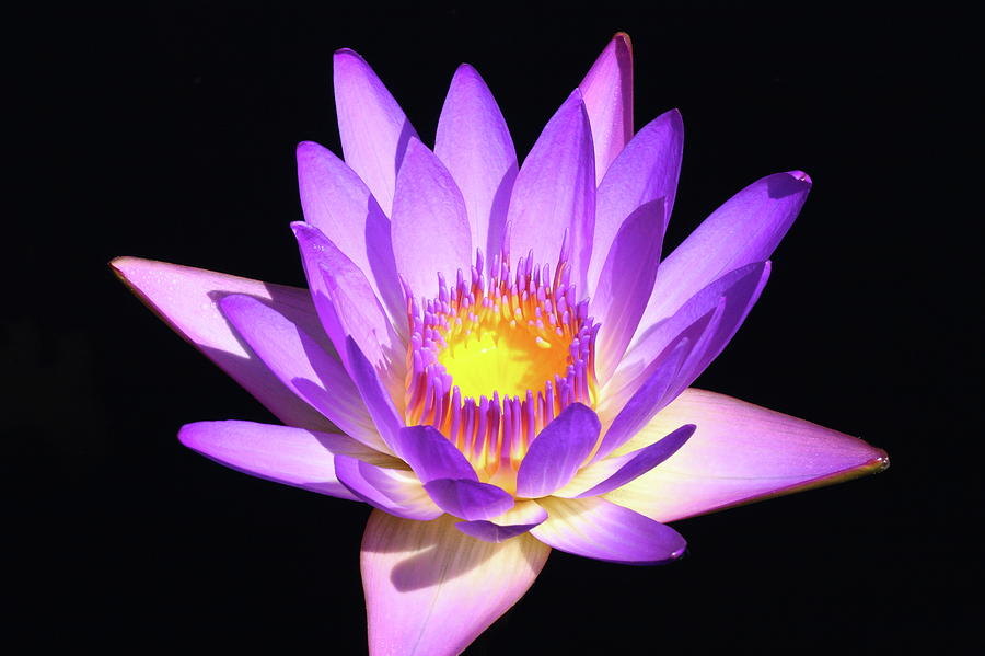 Lavender Water Lily 4 Photograph by Lou Ford