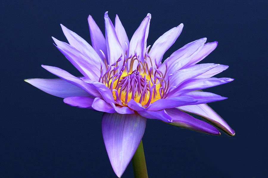 Lavender Water Lily Photograph by Lou Ford
