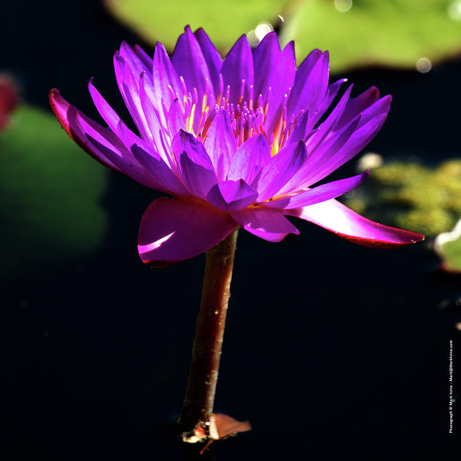 Lavender Water Lily Photograph by Mark Ivins