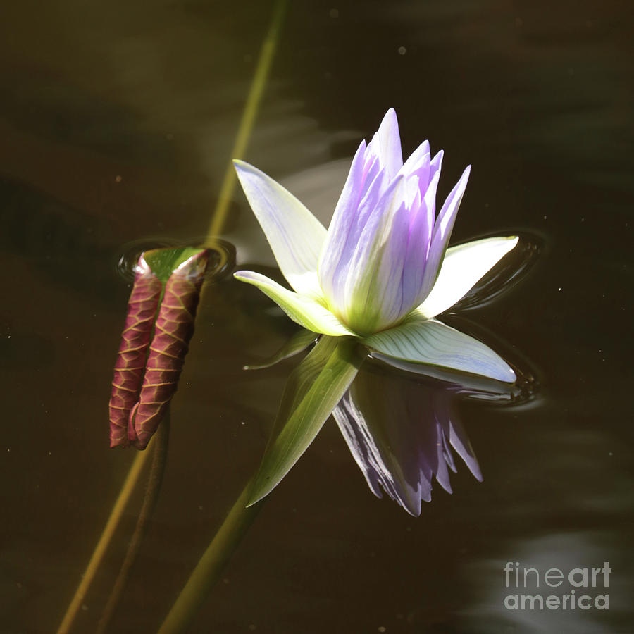 Lavender Water Lily with Leaf Photograph by Carol Groenen