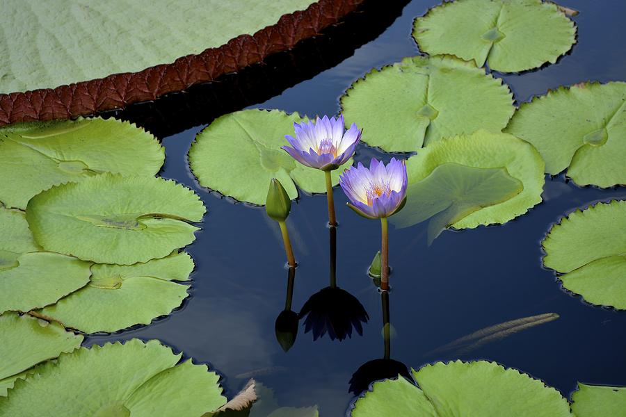 Lavender Waterlilies Photograph by Tana Reiff