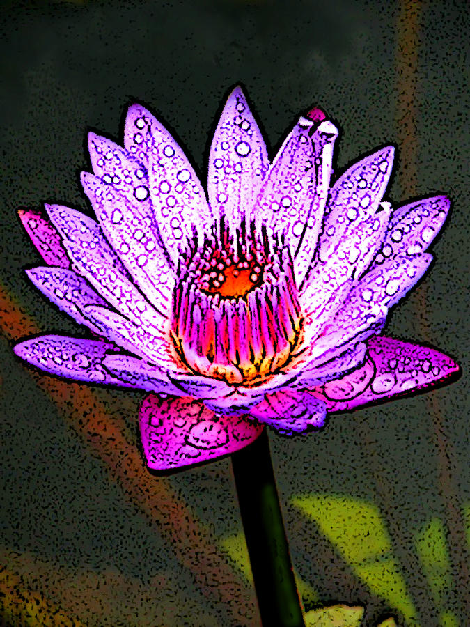 Lavender Waterlily Digital Art by Ben Freeman