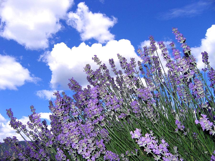 Lavender Photograph by Will Borden