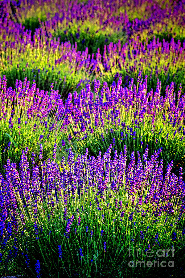 Lavenderous Harmony Photograph by Olivier Le Queinec
