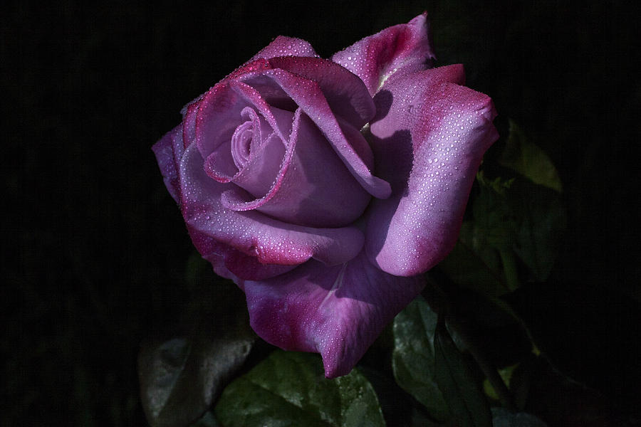 Rose Photograph - Lavendress by Doug Norkum