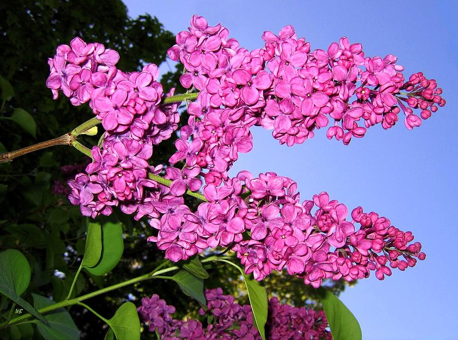 Lavish Lilacs Photograph by Will Borden