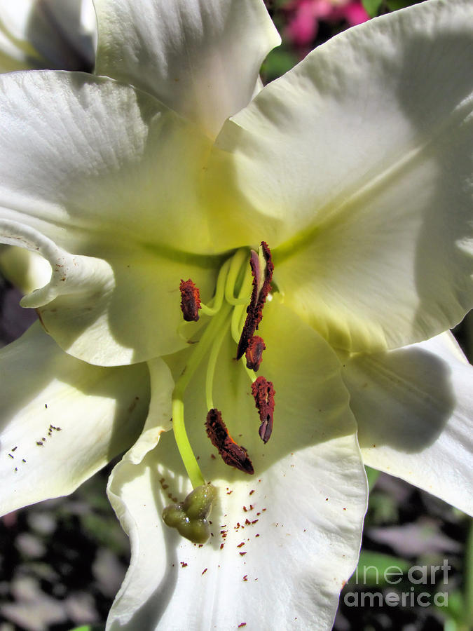 Lavish Lily Photograph by Elizabeth Dow