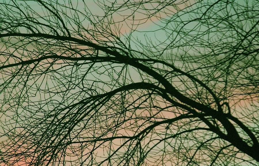 Lavish Tree Photograph by The Art Of Marilyn Ridoutt-Greene