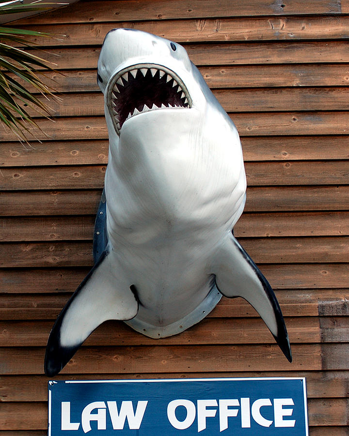 Sharks Photograph - Law Office by Dan Albright