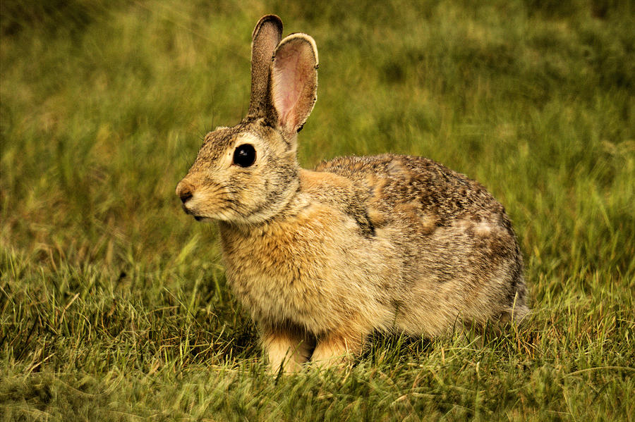 Lawn Bunny 1 Photograph by Scott Carlton