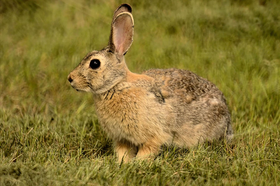 Lawn Bunny 2 Photograph by Scott Carlton