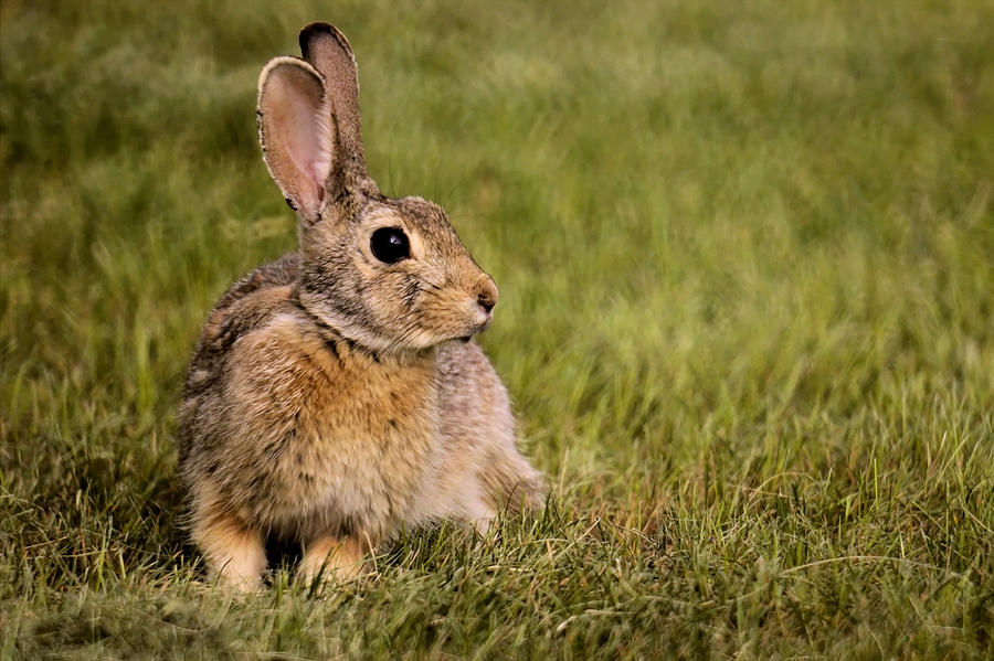 Lawn Bunny 3 Photograph by Scott Carlton