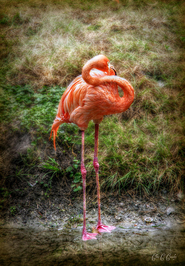 lawn flamingo bulk