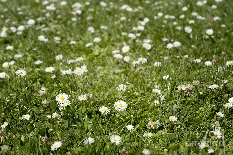 Lawn of daisies Photograph by Cindy Garber Iverson