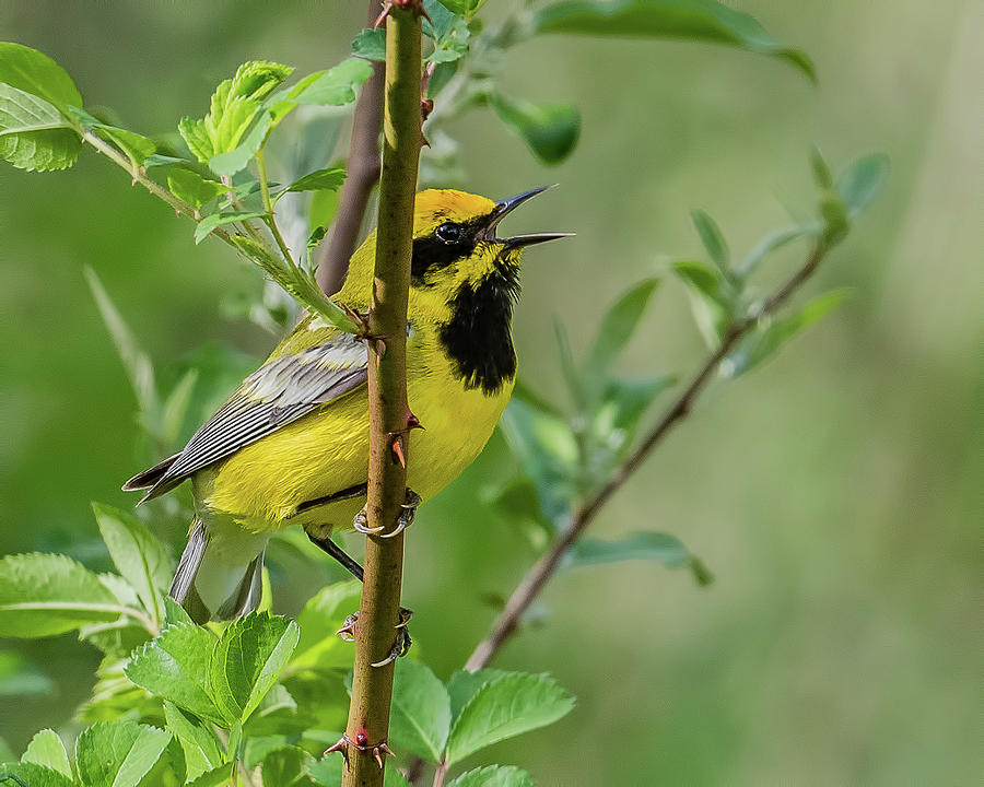 Lawrence's Warbler Singing Photograph by Morris Finkelstein | Fine Art ...