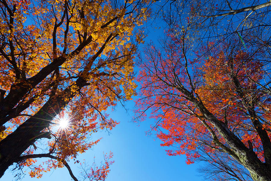 Fall Photograph - Lay Down  by Matt Shiffler