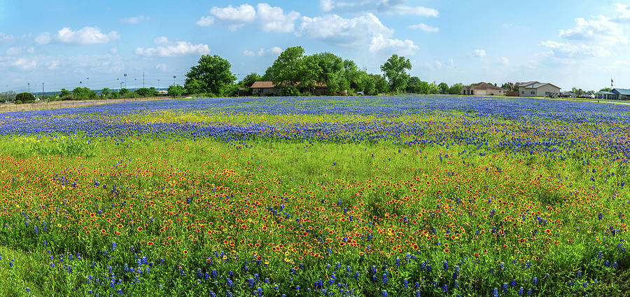 Layer Upon Layer of Wildflowers Panorama Photograph by Lynn Bauer