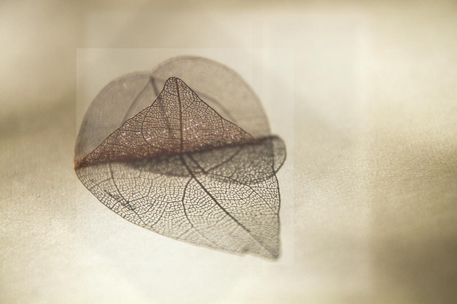 Layered Leaf Skeleton Digital Art by Terry Davis