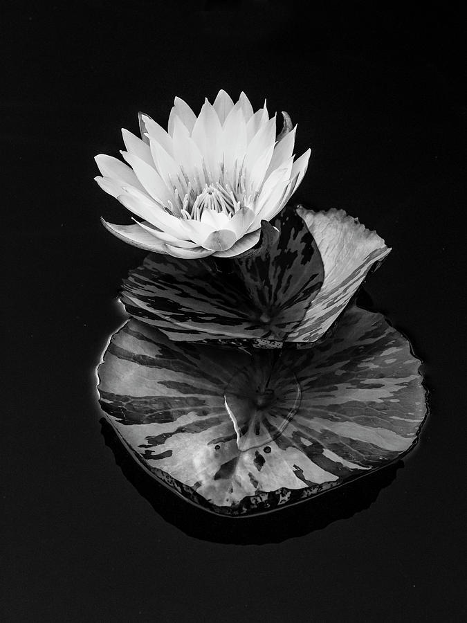 Layered Yellow Lily BW  Photograph by Ginger Stein