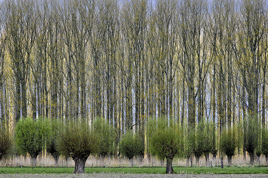 Spring Photograph - Layers by Henk Van Maastricht