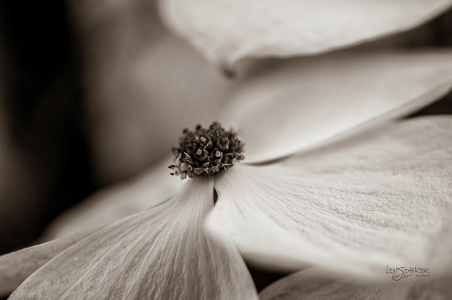 Flowers Photograph - Layers by Joy Gerow