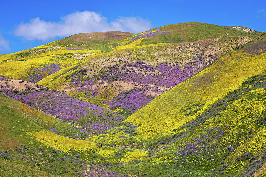 Layers of Color on the Carrizo Superbloom 2017 Photograph by Lynn Bauer