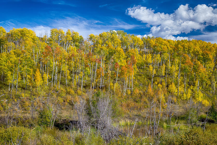 Layers of Colors of an Aspen Tree Forest  Photograph by James BO Insogna