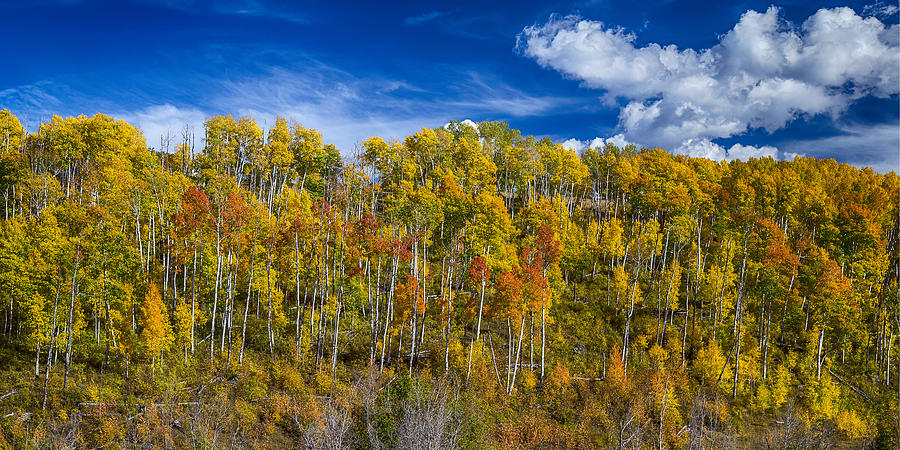 Layers of Colors of an Aspen Tree Forest Panorama Photograph by James BO Insogna