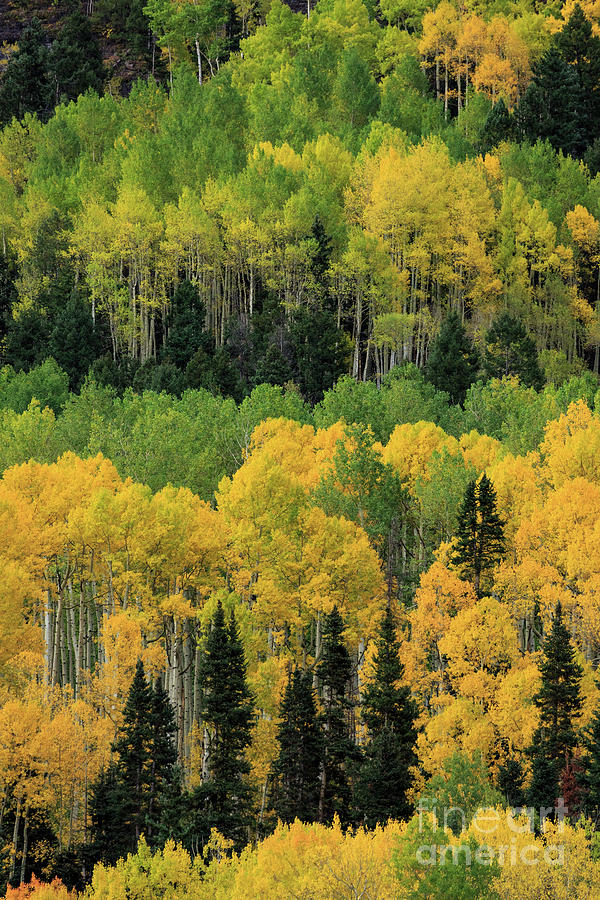 Layers Of Green And Yellow Photograph by Doug Sturgess