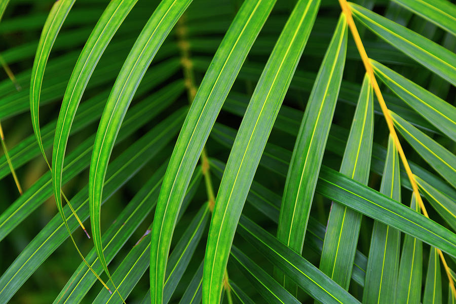 Layers of lush green palm fronds weave together in Kauai, Hawaii ...