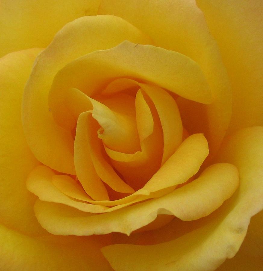 Layers of Petals Photograph by Kathy Roncarati Fine Art America