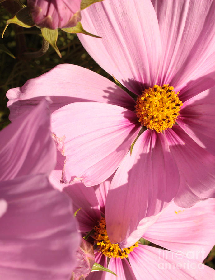 Layers of Pink Cosmos Photograph by Carol Groenen